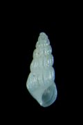 Chrysallida&nbsp;intermixta